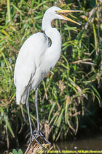 white egret